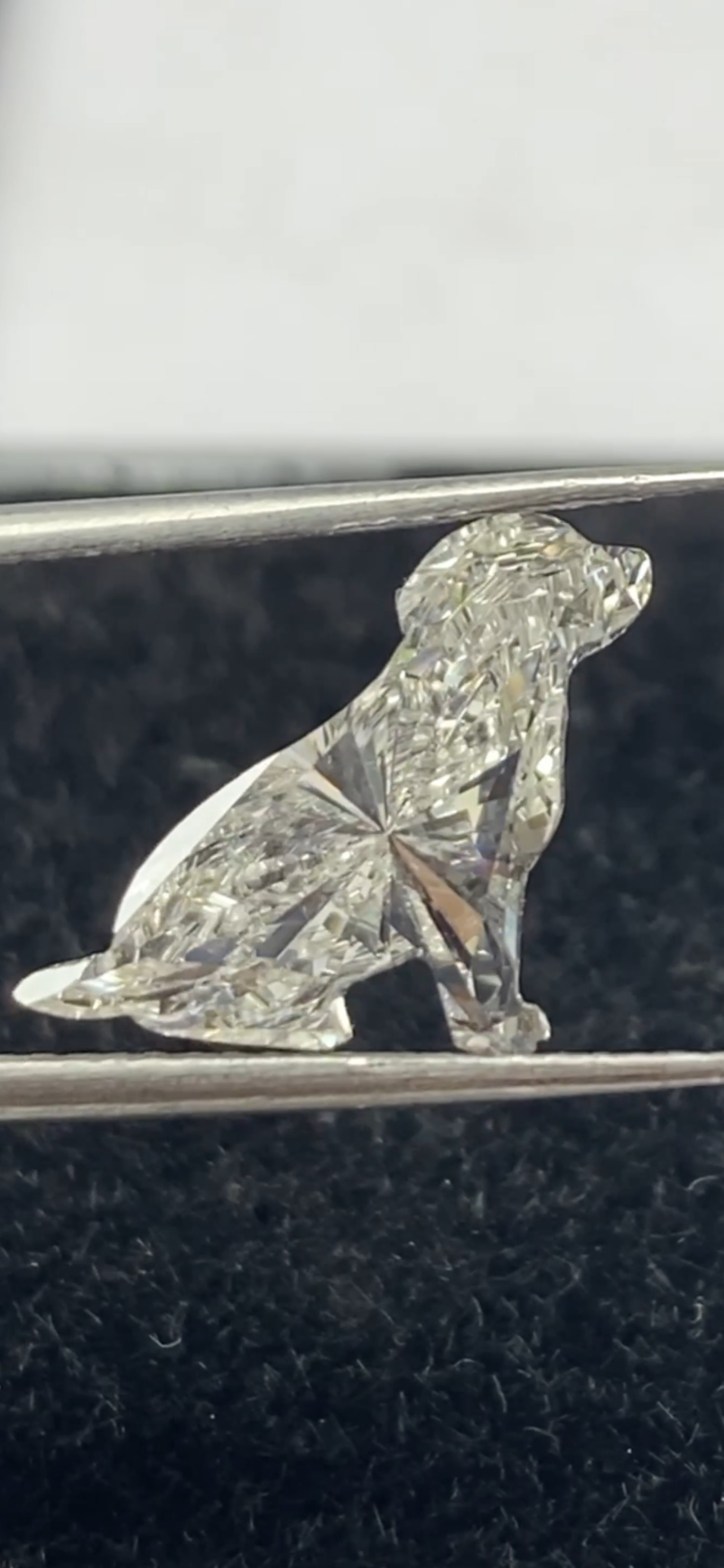 Labrador  Shape  Diamond