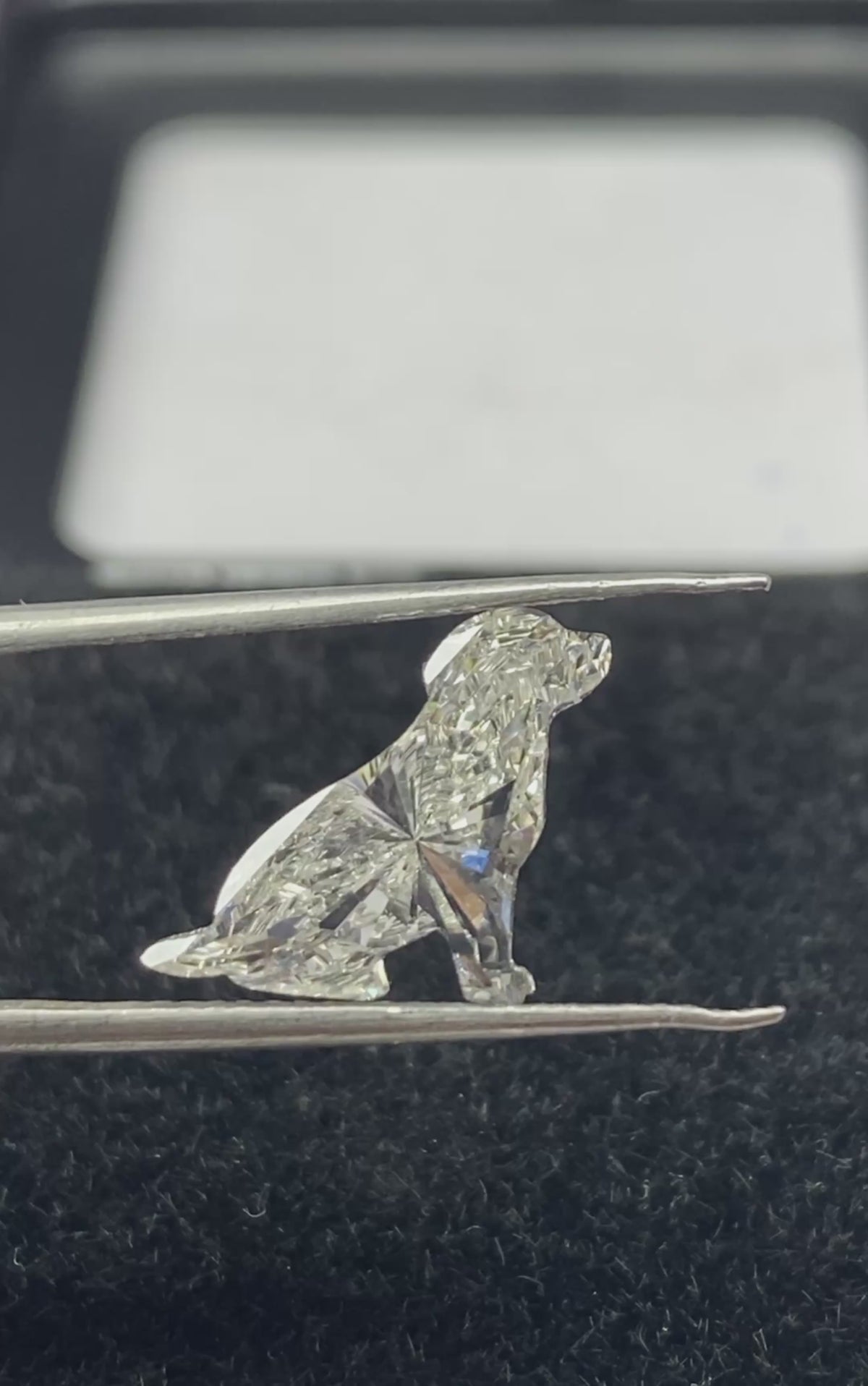 Labrador  Shape  Diamond