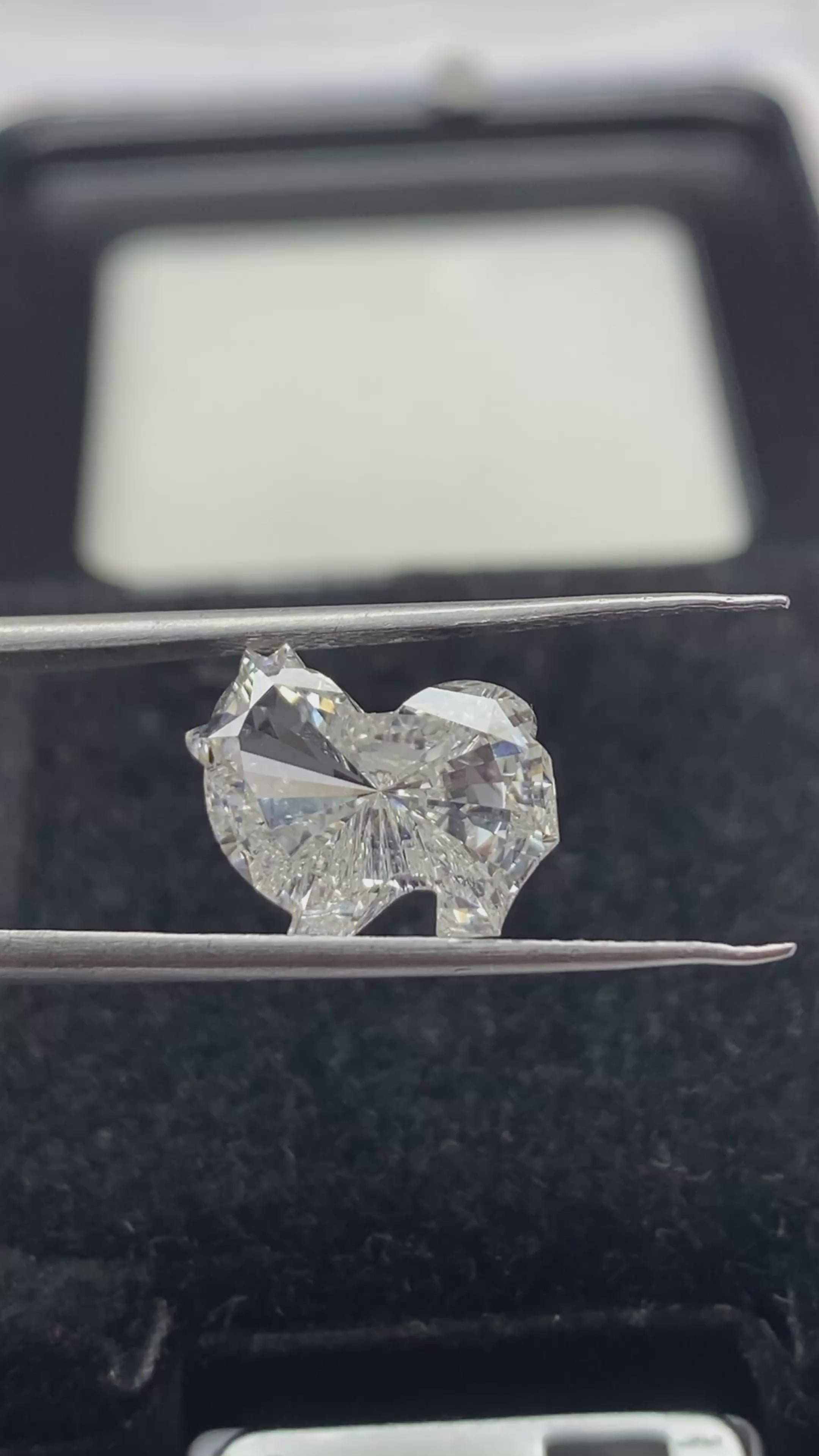 Pomeranian Shap Diamond FACE-1